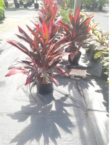 BEAUTIFUL RED TI PLANTS FOR SALE 
