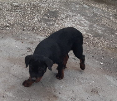 For Sale: Rottweiler Male, 4 Months Old - Little London, Negril