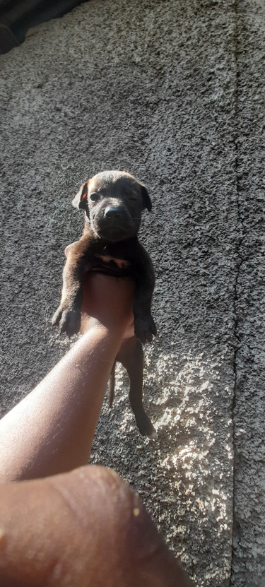 6weeks Malapit Puppies For Sale 