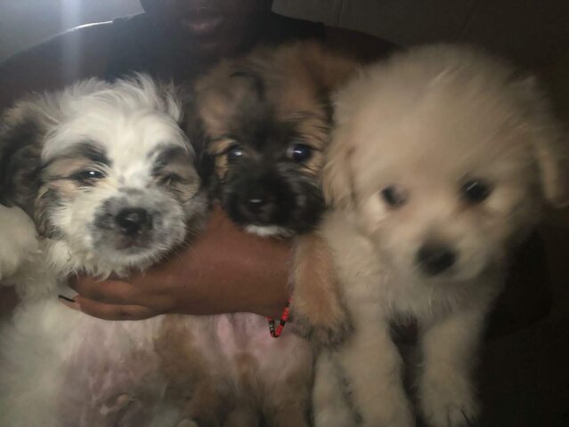 Shih Tzu Mix Puppies ?