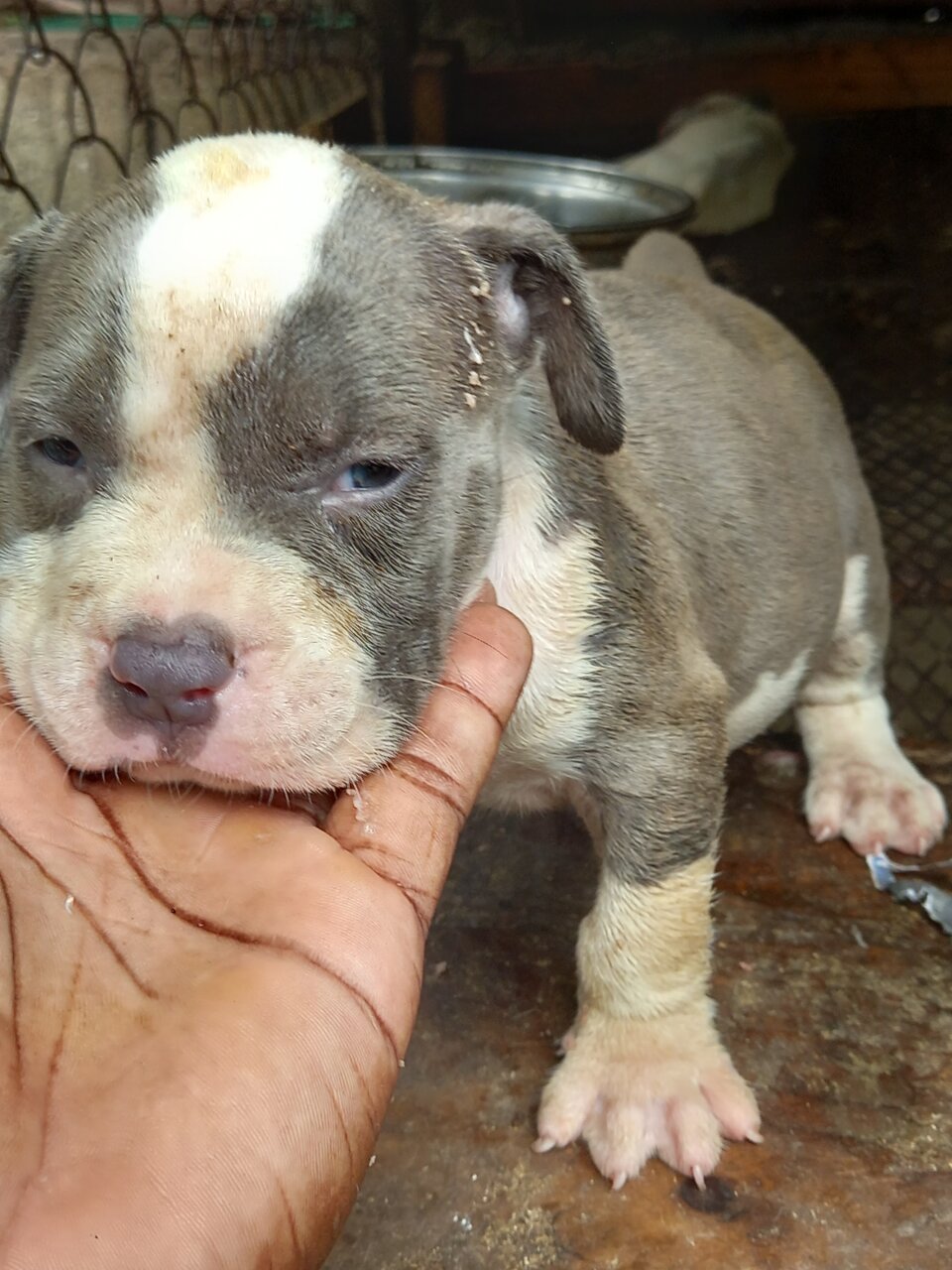 For Sale: American Bully Pocket Male - Spanish Town