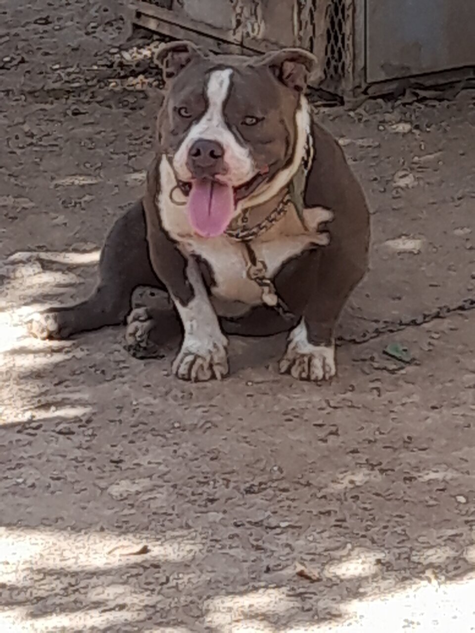 American Bully Pocket Male for sale in Spanish Town St Catherine - Dogs