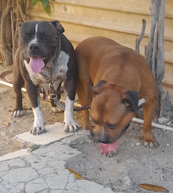 Amercan Bully X American Bulldog