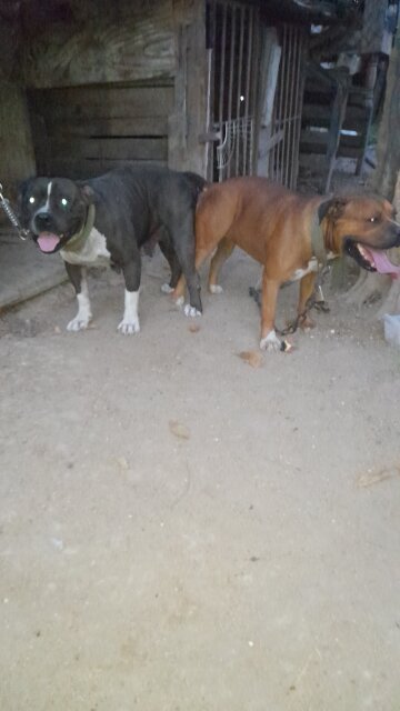 Amercan Bully X American Bulldog