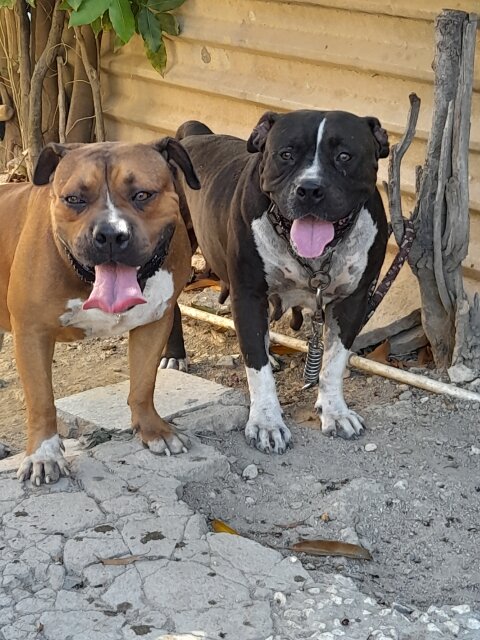 Amercan Bully X American Bulldog