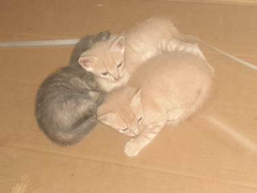 $1000 For 1 (only Selling 3) Selling 1 Grey Kitten