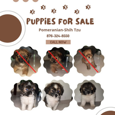 Shi-poo-pom Puppies For Sale