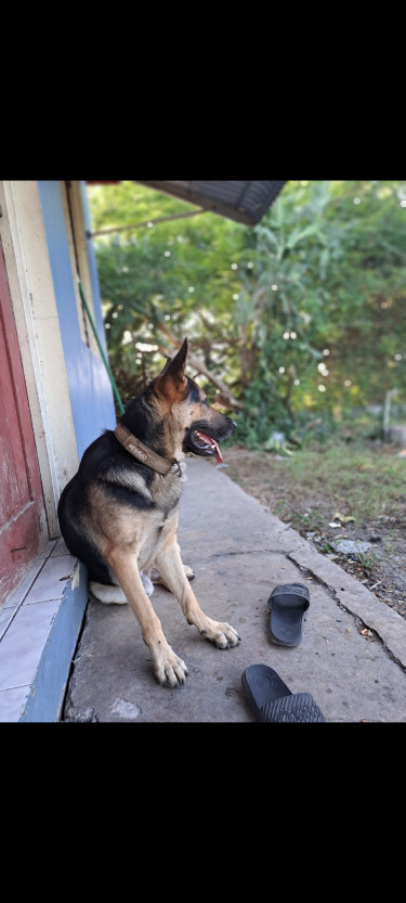 1 Year Old German Shepherd, Trained & Registered!!