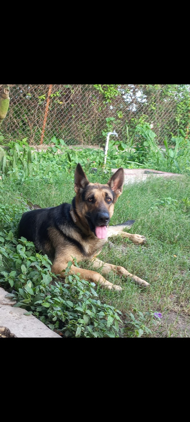 1 Year Old German Shepherd, Trained & Registered!!