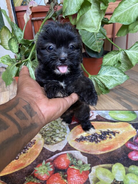 Shitzu Mixed With Pomeranian For Sale