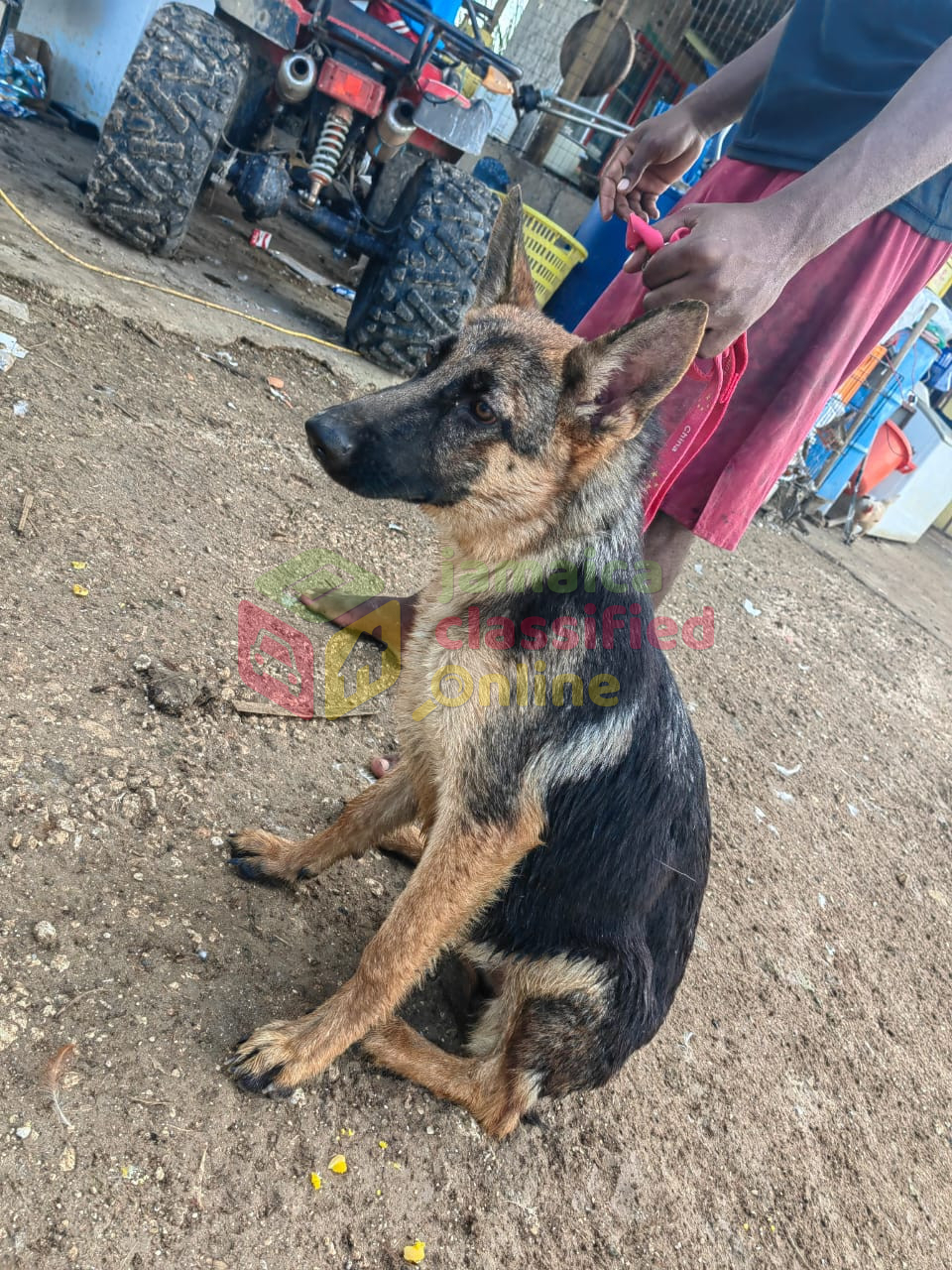 for-sale-dutch-shepherd-x-german-shepherd-6-months-half-way-flexibe