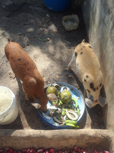 2 ,10  Month Old F1 Pigs For Sale