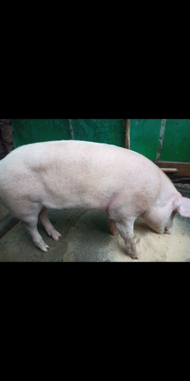 10 Months Old Male Pig For Sale