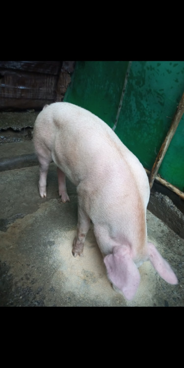 10 Months Old Male Pig For Sale