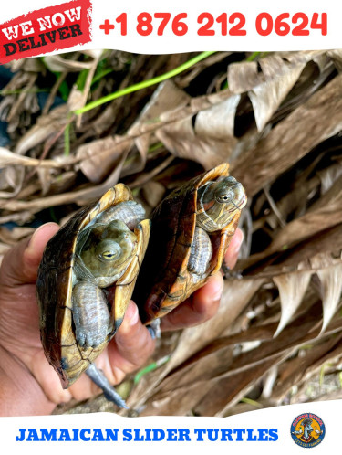 Jamaican Slider Turtles (Pet Turtle) 
