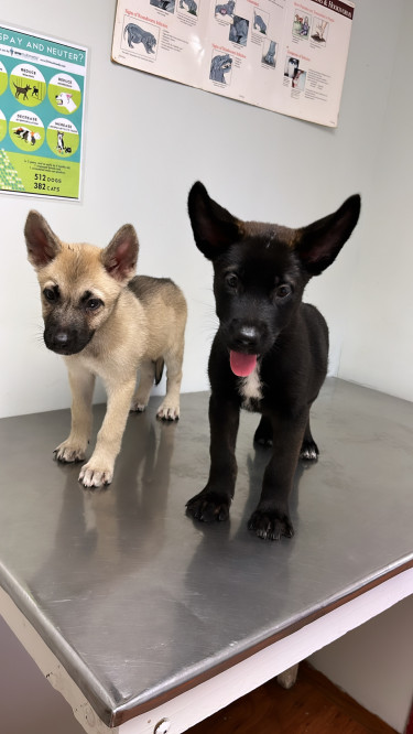 Akita X Belgian Shepherd 