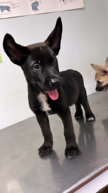 Akita X Belgian Shepherd 