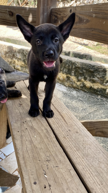 Akita X Belgian Shepherd 