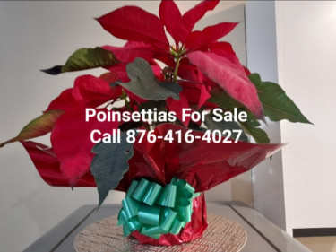 ORDER YOUR POINSETTIAS FOR CHRISTMAS, CALL 876-416