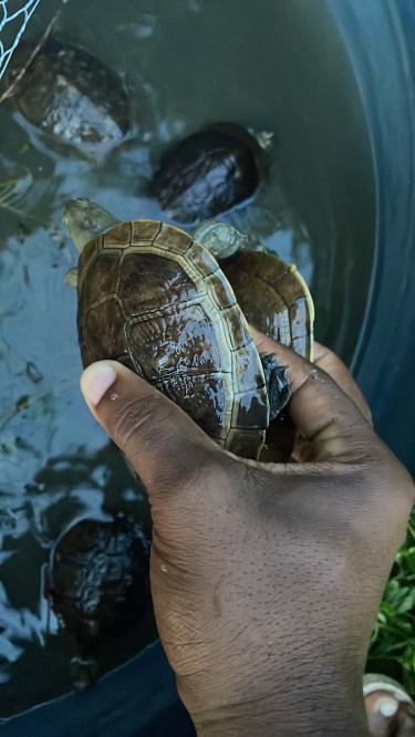 Pets Turtles For You & Your Kids 