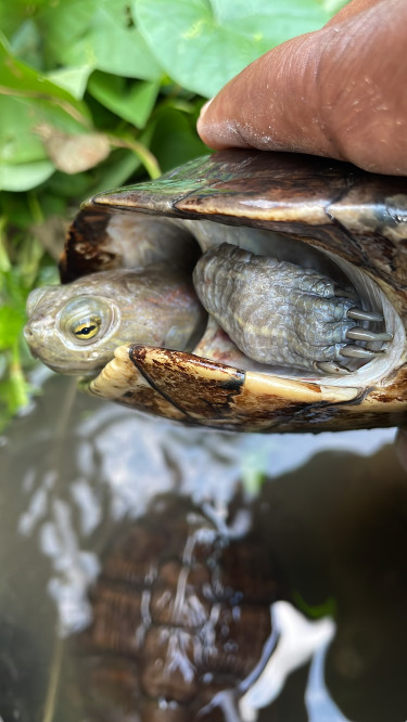 Pets Turtles For You & Your Kids 