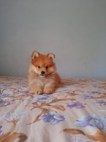 Pomeranian × Shih Tzu 