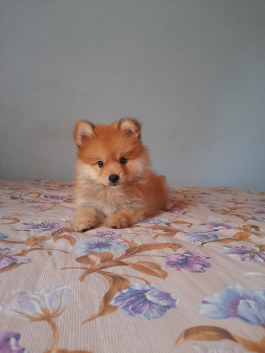 Pomeranian × Shih Tzu 