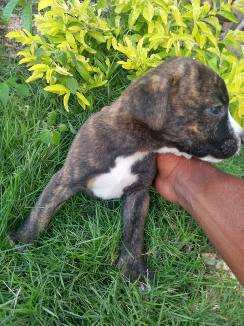 American Bully X German Shepherd