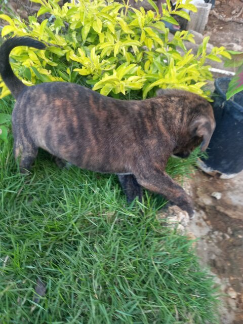 American Bully X German Shepherd