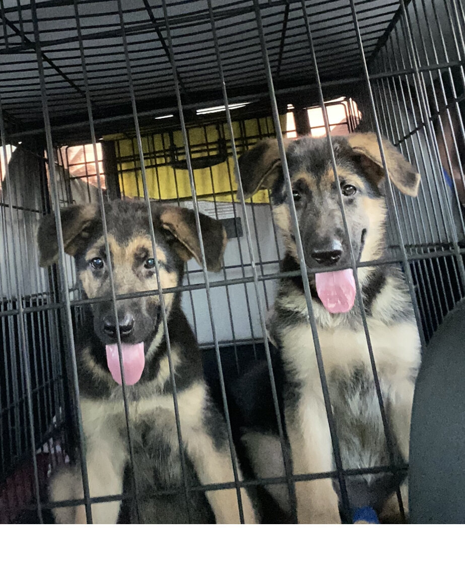 For Sale: German Shepard Puppies - Savanna-La-Mar