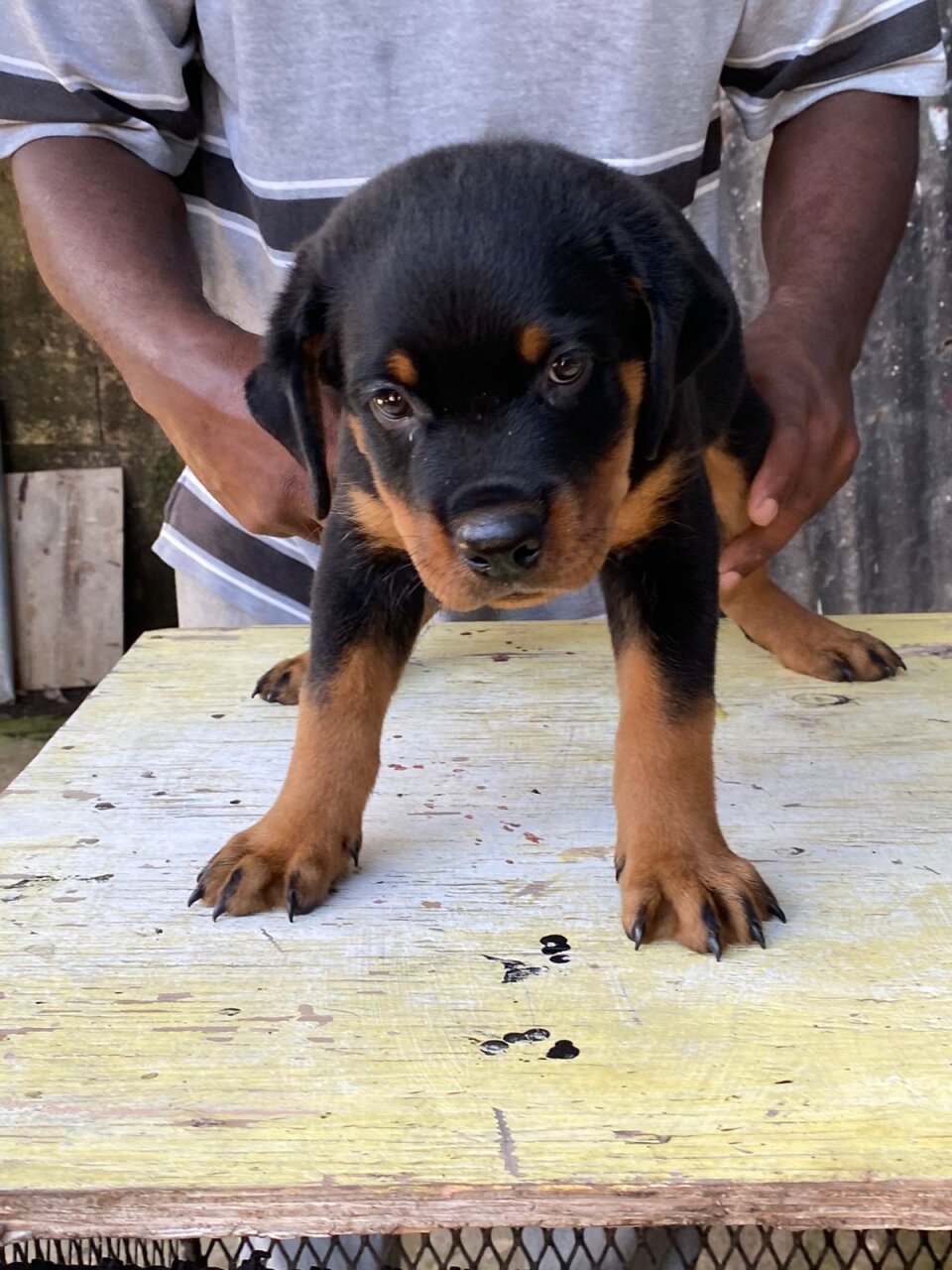 For Sale: Rottweiler Puppy Male 8 Weeks Old - Spanish Town