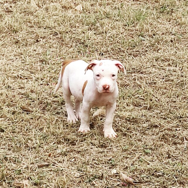 Bully, Pitbull Mixed