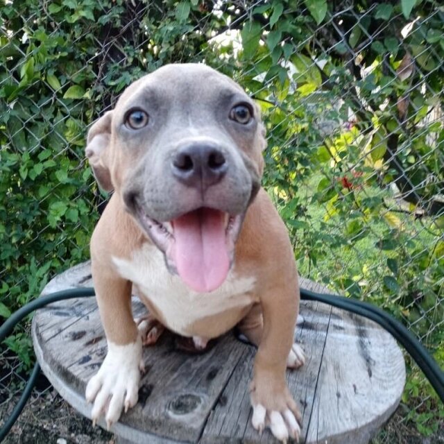 Pitbull X Bully