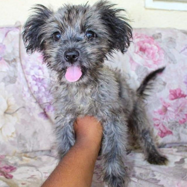 Female Shiranian(shih Tzu X Pomeranian)