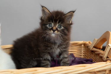Beautiful  Maine Coon Kittens Available For Sale