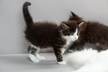 Beautiful  Maine Coon Kittens Available For Sale
