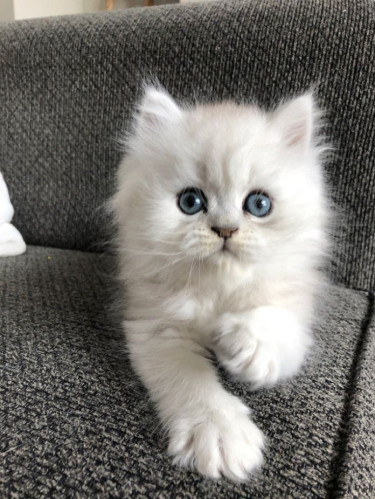 Gorgeous Full Persian Kittens