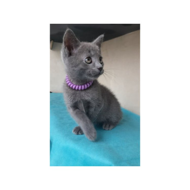 Russian Blue Kitten From Europe With Excellent Ped