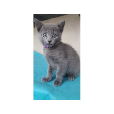 Russian Blue Kitten From Europe With Excellent Ped