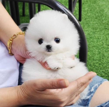 Beautiful Pomeranian Puppies