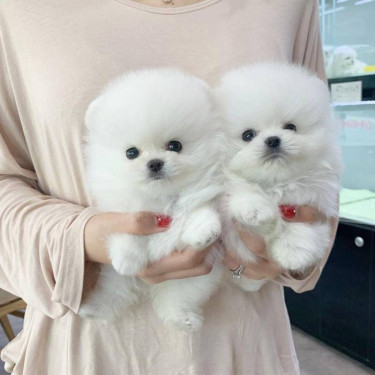 Beautiful Pomeranian Puppies