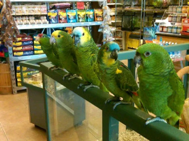  Amazon Parrots Available For Sale