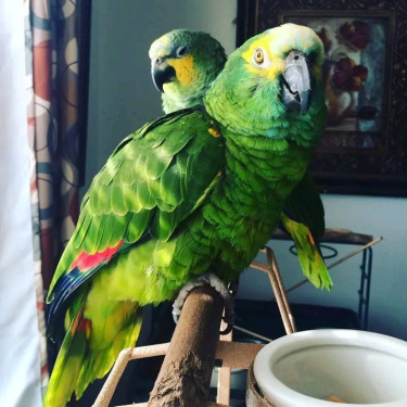  Amazon Parrots Available For Sale