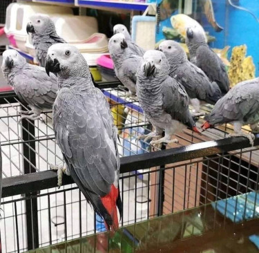  Beautiful African Congo Grey Parrots Available