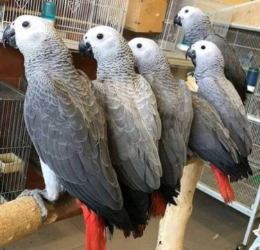  Beautiful African Congo Grey Parrots Available