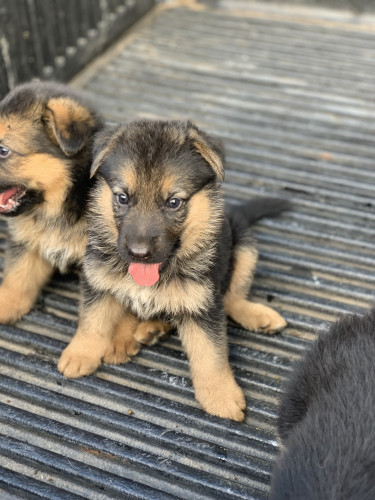 Long Coat German Shepherd (registered Purebred) 