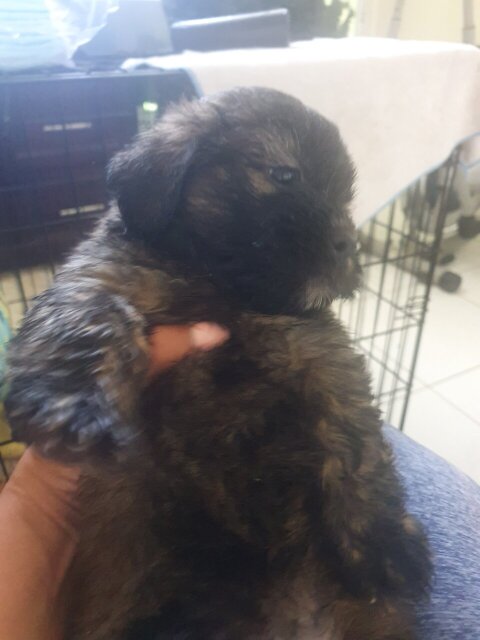 Puppies For Sale