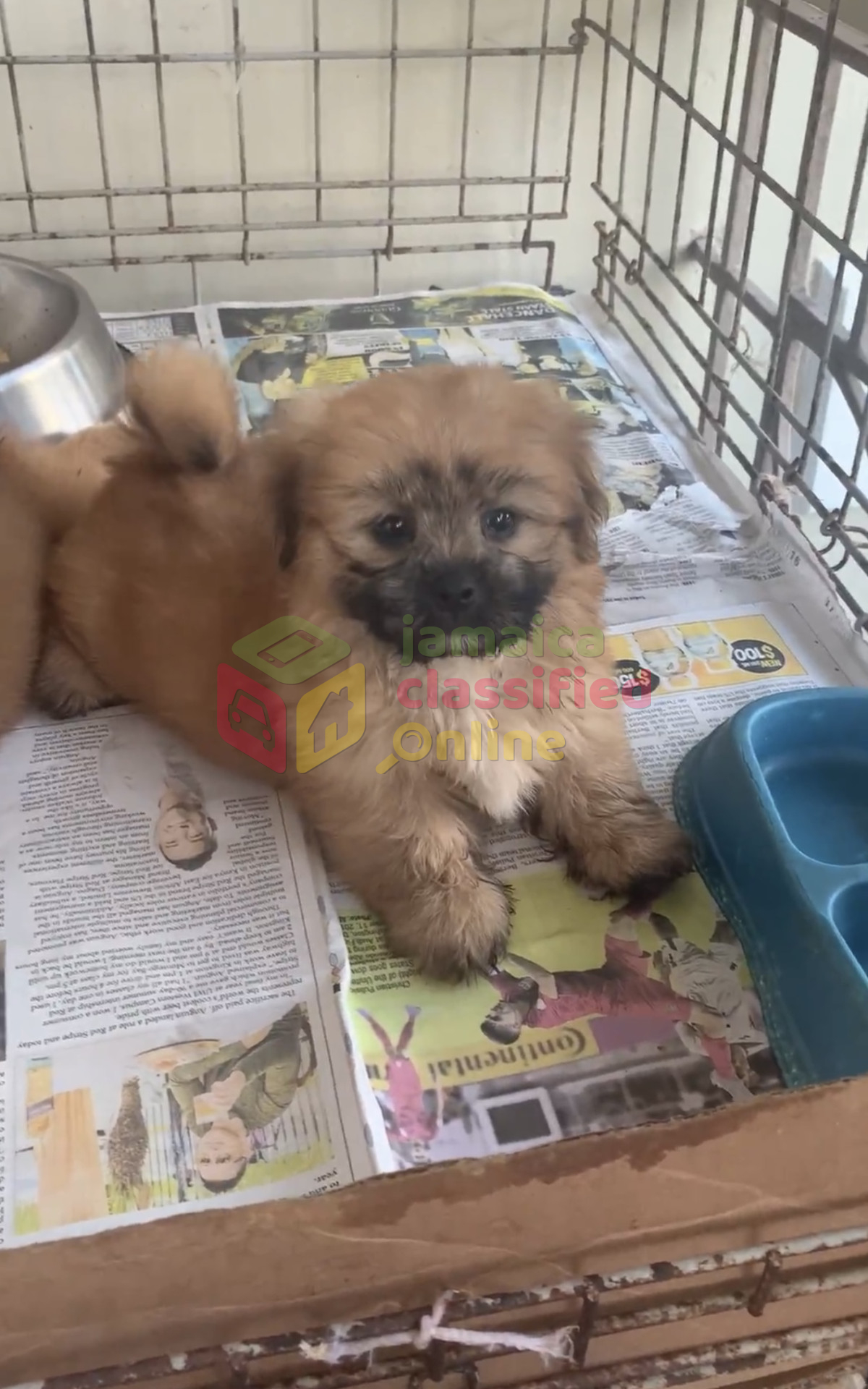 Anjing shih best sale tzu mix pom