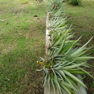 Pineapple Plants