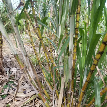 Pineapple Plants